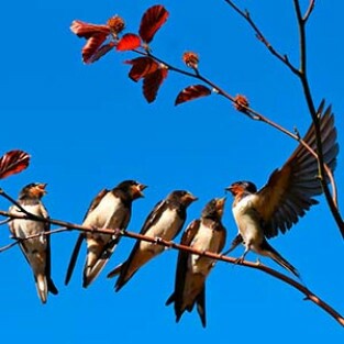 Celebração de Verão