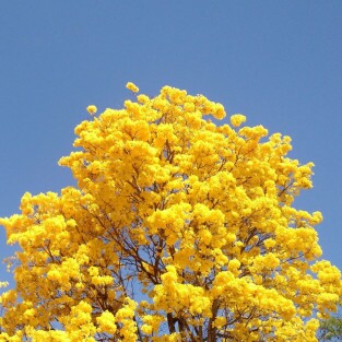 Celebração de Primavera